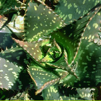Plant d'Aloe vera